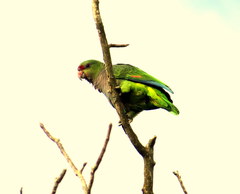 Amazona vinacea