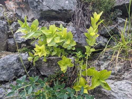 Mercurialis ovata (Mercurialis ovata)