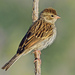 Spizella Sparrows - Photo (c) Ad Konings, some rights reserved (CC BY-NC), uploaded by Ad Konings