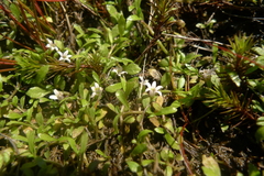 Lobelia fatiscens