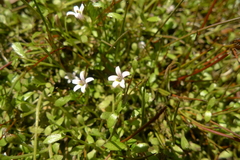 Lobelia fatiscens