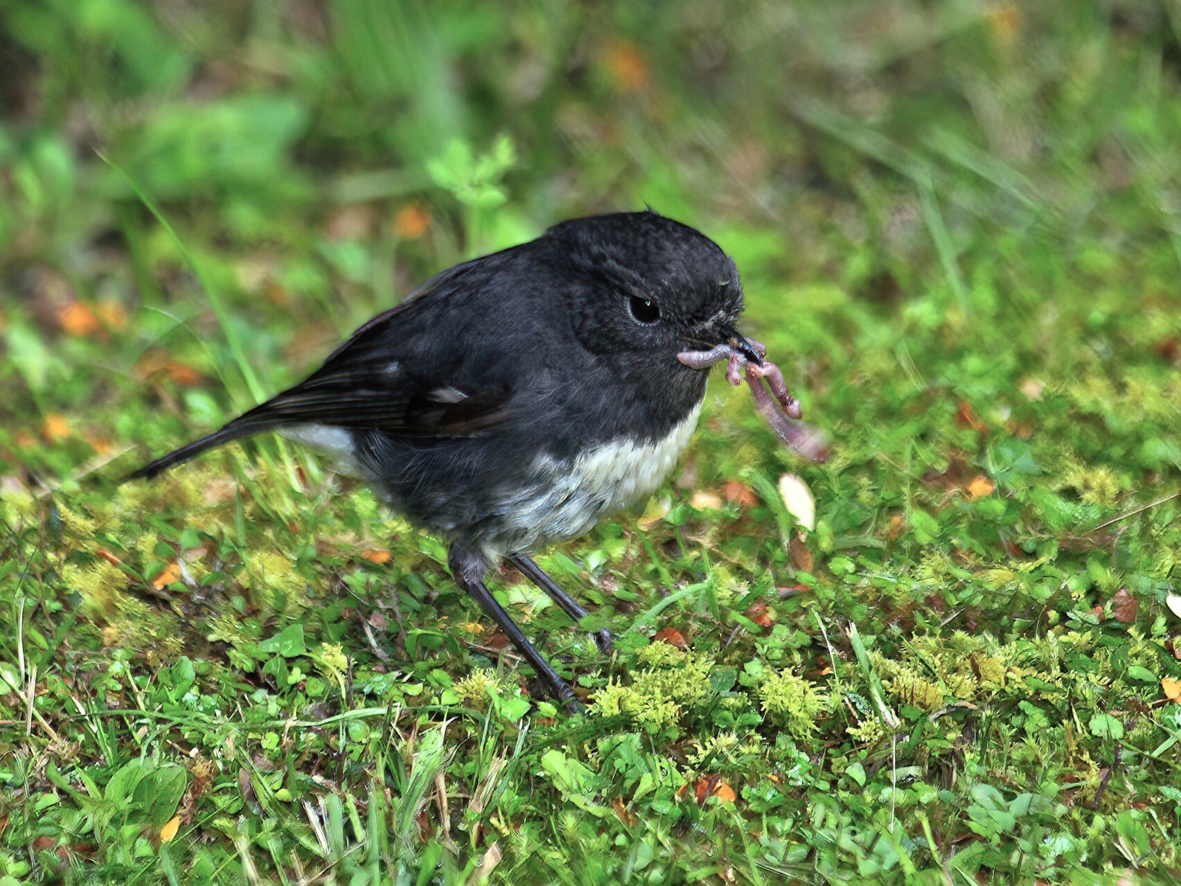 South Island Robin illustration