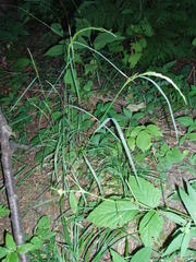 Poa nemoralis