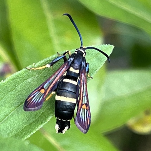 Willow Clearwing