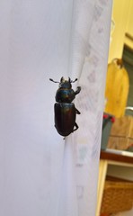 Lucanus cervus
