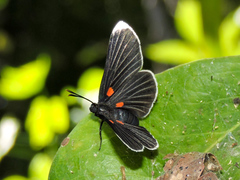Melanis acroleuca acroleuca
