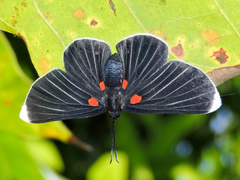 Melanis acroleuca acroleuca