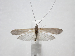 Ceraclea dissimilis