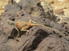 Sinai Agama photo 4