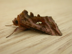 Autographa jota