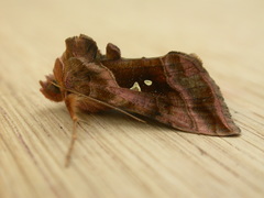 Autographa jota