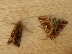 Autographa jota