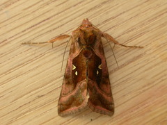 Autographa jota