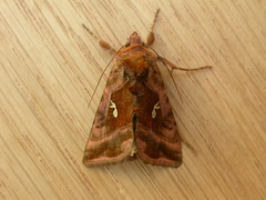 Autographa jota