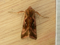 Autographa jota