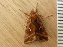 Autographa jota