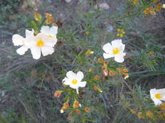 Cistus clusii