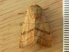 Charanyca trigrammica