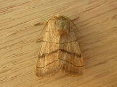 Charanyca trigrammica