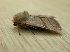 Charanyca trigrammica