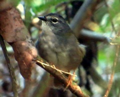 Myiothlypis leucoblephara