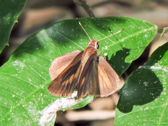 Synapte pecta