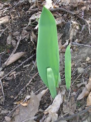 Tulipa