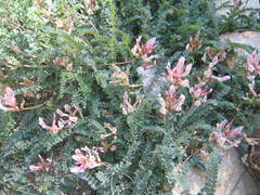 Astragalus incanus