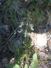 Teucrium pseudochamaepitys