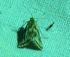 Noctueliopsis aridalis