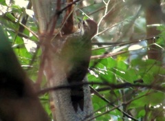 Dryobates spilogaster