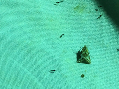 Noctueliopsis aridalis