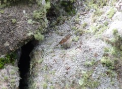 Cinclodes comechingonus