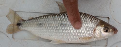Reinhardt's leporinus (Leporinus reinhardti) — Anostomidae