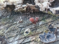 Fungi