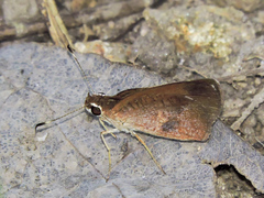 Synapte silna