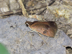 Synapte silna