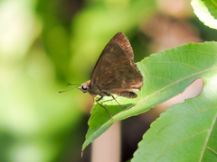 Pellicia dimidiata dimidiata