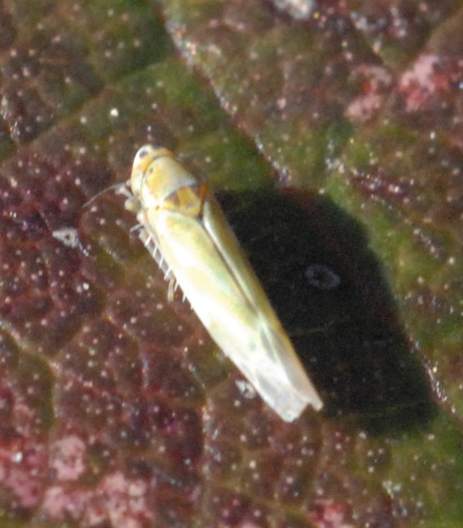 Fruticidia