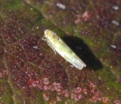 Fruticidia bisignata