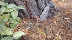 Micrurus nigrocinctus