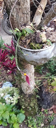 Masdevallia tsubotae
