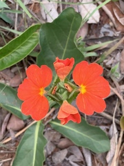 Crossandra greenstockii