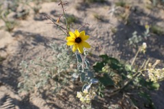 Helianthus petiolaris canescens