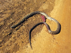 Palusophis bifossatus