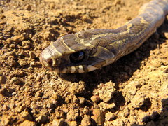 Palusophis bifossatus