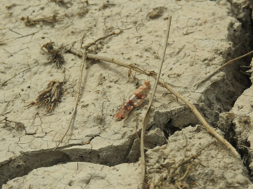Azure Sand Grasshopper