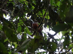 Hapaloptila castanea