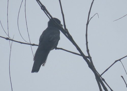 Trogon curucui