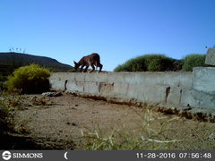 Caracal caracal caracal